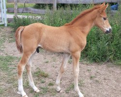 Dressurpferd Caramello (Deutsches Reitpony, 2020, von Top Champion)