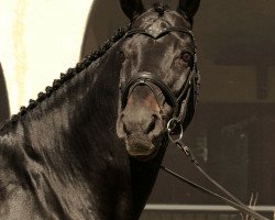 dressage horse Diamunde (Oldenburg, 2002, from Diamond Hit)