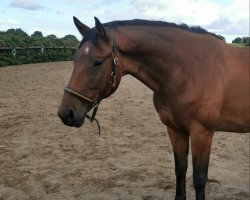 Pferd Lotus (Trakehner, 2012, von Tycoon)