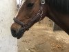 dressage horse Lando 228 (German Riding Pony, 2000, from Lampton)