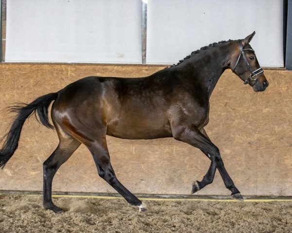 broodmare Burgrose (Trakehner, 2017, from Honoré du Soir)