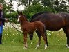 broodmare Dorper Hof's Zuckerpuppe (German Riding Pony, 2020, from Dreidimensional AT NRW)