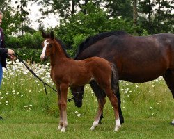 broodmare Dorper Hof's Zuckerpuppe (German Riding Pony, 2020, from Dreidimensional AT NRW)