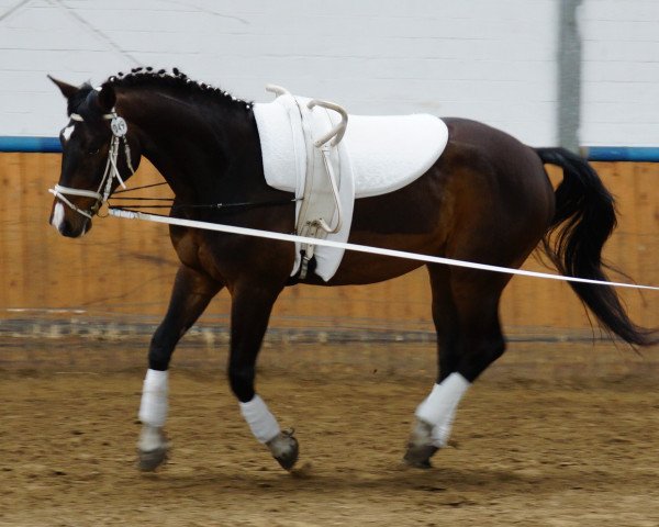 Pferd Reckahn (Sachse, 1998, von Renard)