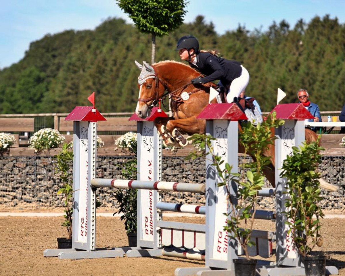 jumper Pierro D'Alpen (German Riding Pony, 2015, from Paul SG)