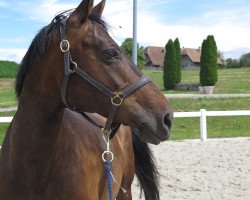 broodmare Penthesilea II CH (Swiss Warmblood, 2003, from Pilotdino)