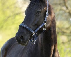 broodmare She's Fantastic (Trakehner, 2012, from Silvermoon)