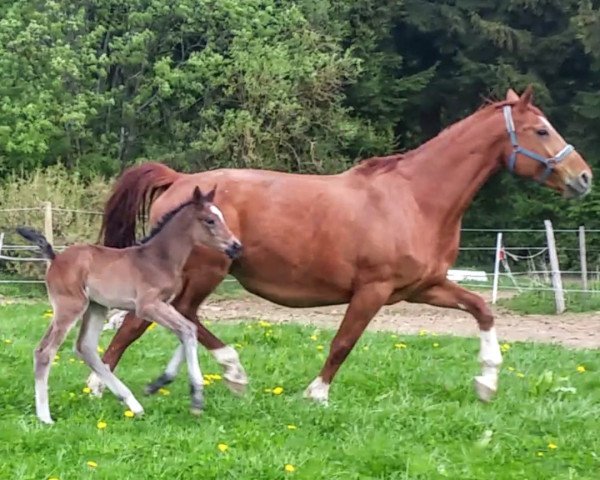 broodmare Anka (Zweibrücken, 2006, from Apiro)