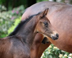 dressage horse Sezuanna (Hanoverian, 2020, from Sezuan's Donnerhall)