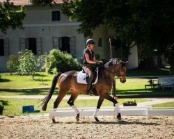 dressage horse Tempelgeist (Trakehner, 2011, from Kentucky)