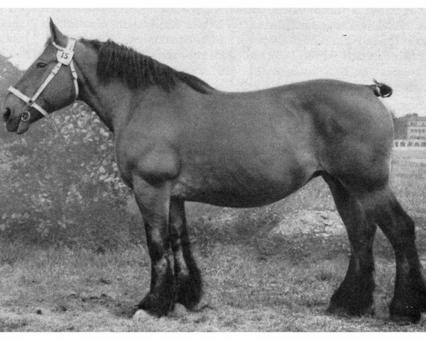broodmare Oder von Estedt 21846 (Saxony-Anhaltiner Draughthorse, 1938, from Albion II d'Haubrouge 1100)