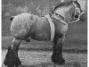 stallion Gaulois du Monceau 888 (Brabant/Belgian draft horse, 1922, from Albion d'Hor)