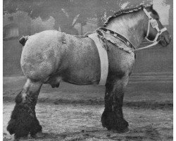 stallion Gaulois du Monceau 888 (Brabant/Belgian draft horse, 1922, from Albion d'Hor)