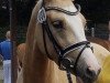 Zuchtstute HK Gracy Lou (Deutsches Reitpony, 2017, von Golden West NRW)