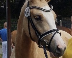 broodmare HK Gracy Lou (German Riding Pony, 2017, from Golden West NRW)