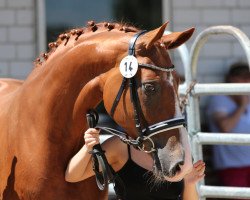 dressage horse Scavi Del Ray (Hannoveraner, 2013, from Sarotti 43)