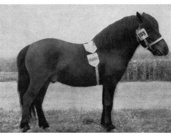 stallion Micha A 48 H DDR (Shetland Pony, 1950)