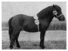 Deckhengst Micha A 48 H DDR (Shetland Pony, 1950)