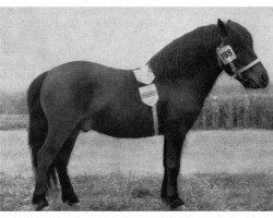 Deckhengst Micha A 48 H DDR (Shetland Pony, 1950)