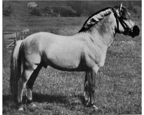 stallion Gunnar (Fjord Horse, 1950, from Glor N.1360)