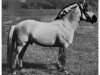 stallion Gunnar (Fjord Horse, 1950, from Glor N.1360)