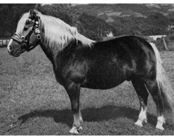 stallion 25 Wieland (Haflinger, 1940, from 7 Wilfried)