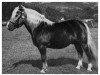 stallion 25 Wieland (Haflinger, 1940, from 7 Wilfried)