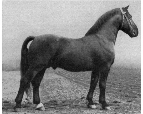 stallion Urfürst (Hessian Warmblood, 1946, from Fürst 3688)