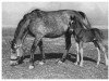 broodmare Ziska (Alt-Oldenburger / Ostfriesen, 1949, from Jason ox)