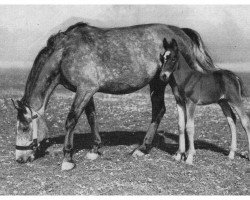 broodmare Ziska (Alt-Oldenburger / Ostfriesen, 1949, from Jason ox)