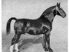 stallion Freimut 2105 (Oldenburg, 1949, from Freiherr 1946)