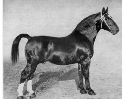 stallion Freimut 2105 (Oldenburg, 1949, from Freiherr 1946)