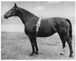 broodmare Agathe I (Alt-Oldenburger / Ostfriesen, 1947, from Edwin)