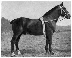 stallion Raudi von Eschenbergen 710 (Heavy Warmblood, 1949, from Rheinvater Th.650)