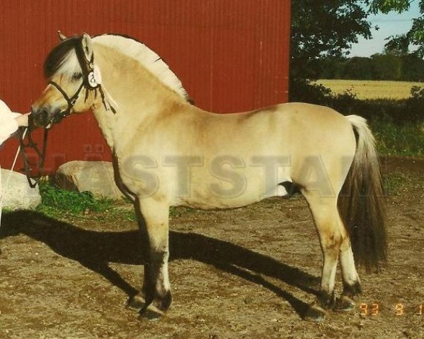 stallion Ernarson N.1843 (Fjord Horse, 1977, from Ernar N.1595)
