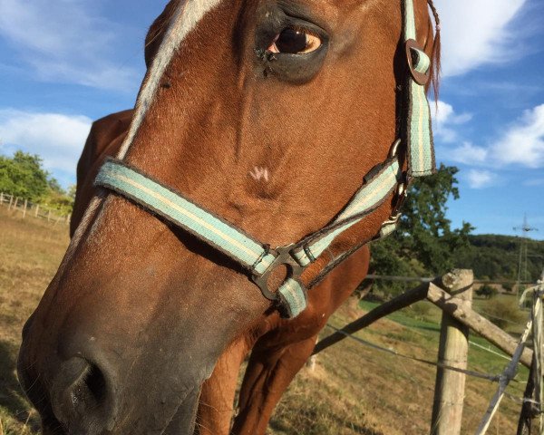 broodmare Anette (German Warmblood, 1992, from Aleman)