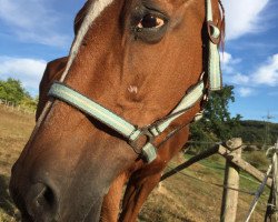 broodmare Anette (German Warmblood, 1992, from Aleman)