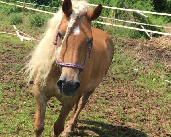 Pferd Mani 17 (Haflinger, 1996, von Herbstwald (1,57% ox))