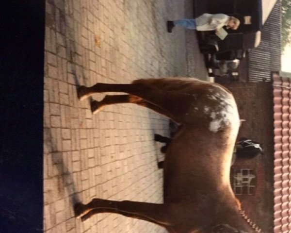 dressage horse Camilo (Appaloosa, 1997, from Sonny af Højmark)