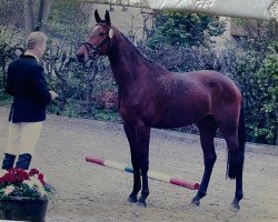 broodmare Ura F (Holsteiner, 2004, from Con Air)