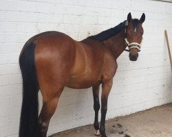 jumper Dainty Girl 3 (German Riding Pony, 2015, from Don Diabolo NRW)