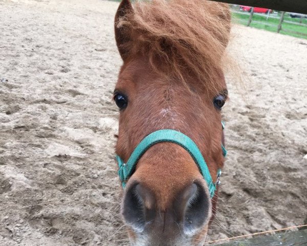 horse Bertolli vom Borkenbrink (Dt.Part-bred Shetland pony, 2011, from Betolli vom Borkenbrink)