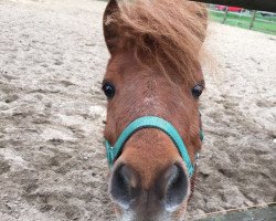 dressage horse Bertolli vom Borkenbrink (Dt.Part-bred Shetland pony, 2011, from Betolli vom Borkenbrink)