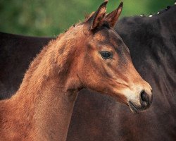 dressage horse Lichtmoment (Trakehner, 2020, from Preussen Party)