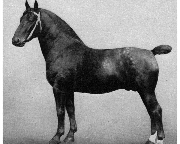 stallion Perser 2360 (Oldenburg, 1910, from Erbprinz)