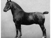 stallion Perser 2360 (Oldenburg, 1910, from Erbprinz)