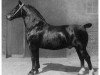 stallion Gouverneur 3437 (Oldenburg, 1925, from Göben)