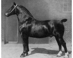 stallion Gouverneur 3437 (Oldenburg, 1925, from Göben 3070)