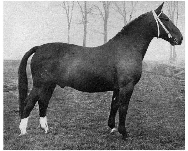 stallion Lothar (Oldenburg, 1952, from Ludo 4004)