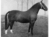 stallion Lothar (Oldenburg, 1952, from Ludo 4004)